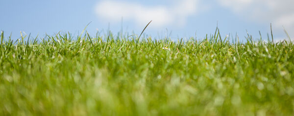 Banner Services Sky and Grass