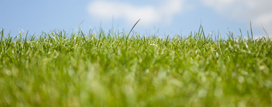SA Law Services Sky and Grass