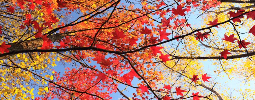 Red and yellow leaves, blue sky SA Law
