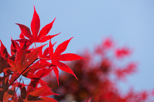 Red Leaves